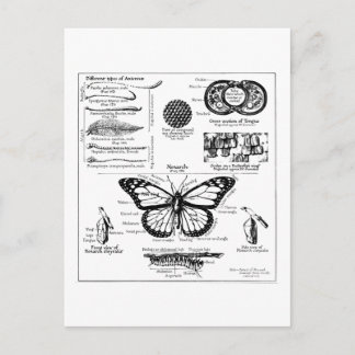 Carte Postale Monarch Butterfly Information