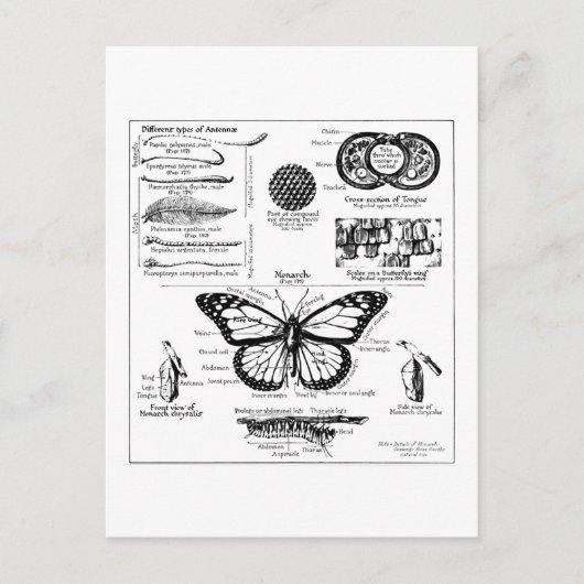Carte Postale Monarch Butterfly Information (Devant)