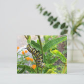 Carte Postale Monarch Caterpillar (Debout devant)