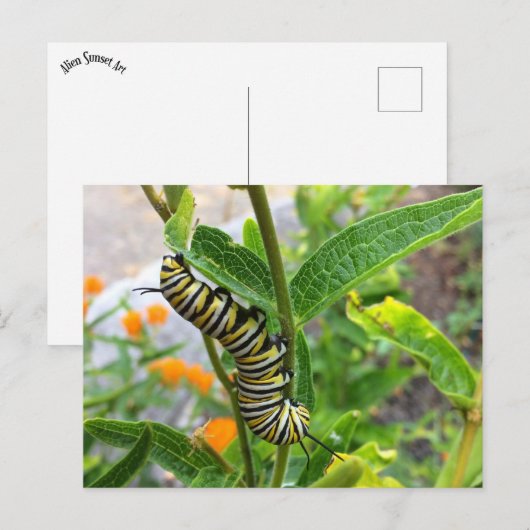 Carte Postale Monarch Caterpillar (Devant / Derrière)