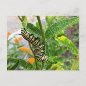 Carte Postale Monarch Caterpillar (Devant)