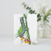 Carte postale Monarch Caterpillar (Debout devant)