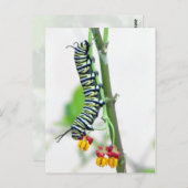 Carte postale Monarch Caterpillar (Devant / Derrière)