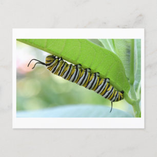 Carte postale Monarch Caterpillar Close-up Photo