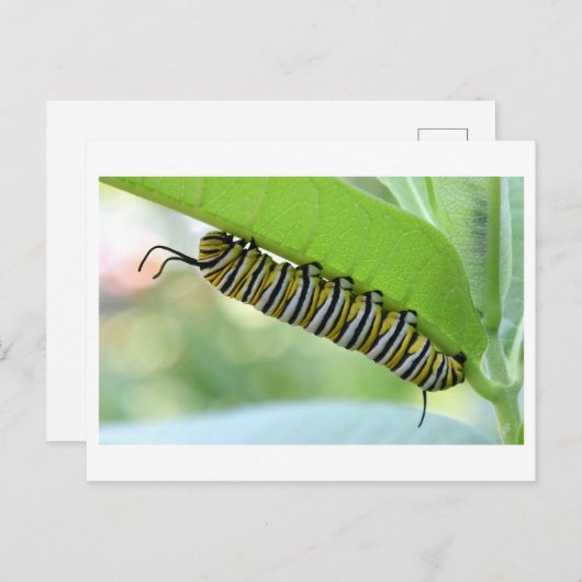 Carte postale Monarch Caterpillar Close-up Photo (Devant / Derrière)