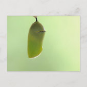 Carte Postale Monarch Chrysalis (Devant)