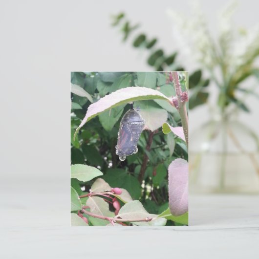 Carte Postale Monarch Chrysalis (Debout devant)