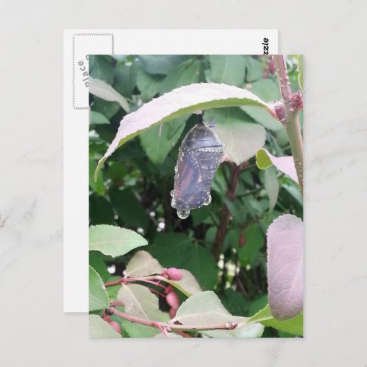 Carte Postale Monarch Chrysalis (Devant / Derrière)