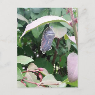 Carte Postale Monarch Chrysalis
