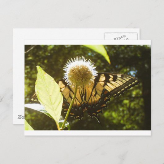 Carte postale Monarch de juin (Devant / Derrière)