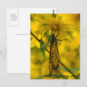 Carte postale Monarch et Fleur Jaune (Devant / Derrière)