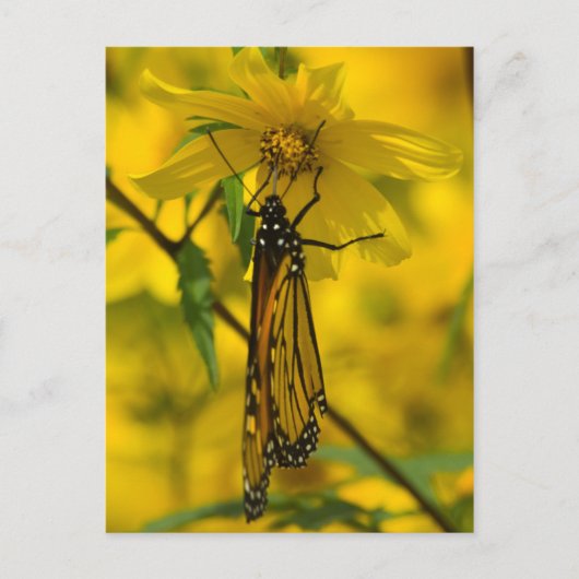 Carte postale Monarch et Fleur Jaune (Devant)