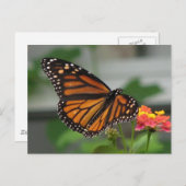 Carte postale Monarch et Lantana (Devant / Derrière)