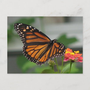 Carte postale Monarch et Lantana