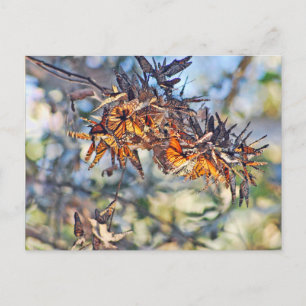 Carte Postale Monarch papillons clusterflies