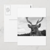 Carte Postale Monarque (Devant / Derrière)