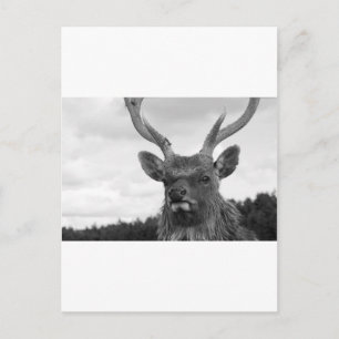 Carte Postale Monarque