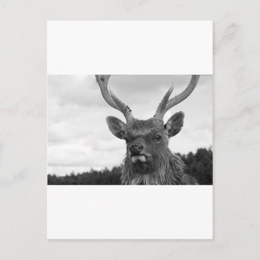 Carte Postale Monarque (Devant)