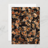 Carte Postale Monarque Butterflies (Devant / Derrière)