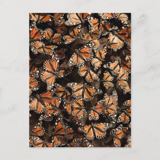 Carte Postale Monarque Butterflies (Devant)