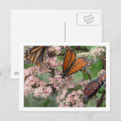 Carte Postale Monarque Butterflies (Devant / Derrière)