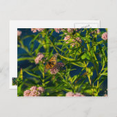 Carte Postale Monarque Et Milkweed (Devant / Derrière)