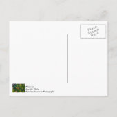 Carte Postale Monarque Et Milkweed (Dos)