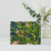 Carte Postale Monarque Et Milkweed (Debout devant)