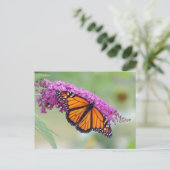 Carte Postale Monarque masculin sur papillon Bush (Debout devant)