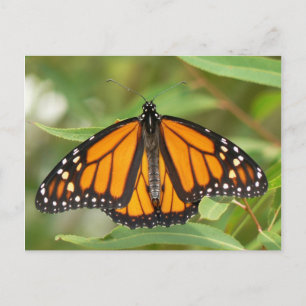 Carte postale Monarque Papillon.