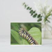 Carte Postale Monarque papillon Caterpillar (Debout devant)