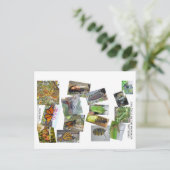 Carte Postale Monarque papillon cycle de vie (Debout devant)