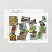 Carte Postale Monarque papillon cycle de vie (Devant / Derrière)