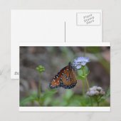 Carte Postale Monarque papillon dans la série papillon de LellO (Devant / Derrière)
