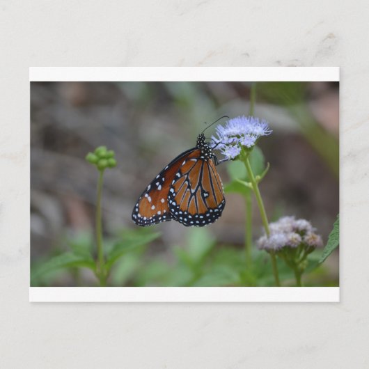 Carte Postale Monarque papillon dans la série papillon de LellO (Devant)