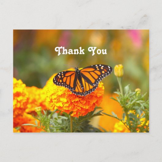 Carte Postale Monarque Papillon Orange Marigold Merci photo (Devant)
