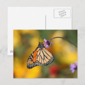 Carte Postale Monarque papillon s'arrête pour le pollen (Devant / Derrière)