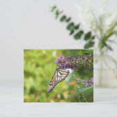 Carte Postale Monarque papillon sur Buddleia pourpre (Debout devant)