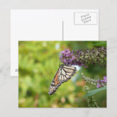 Carte Postale Monarque papillon sur Buddleia pourpre (Devant / Derrière)