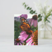 Carte postale - Monarque papillon sur coneflower (Debout devant)