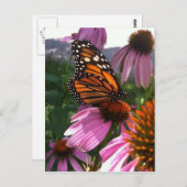 Carte postale - Monarque papillon sur coneflower (Devant / Derrière)