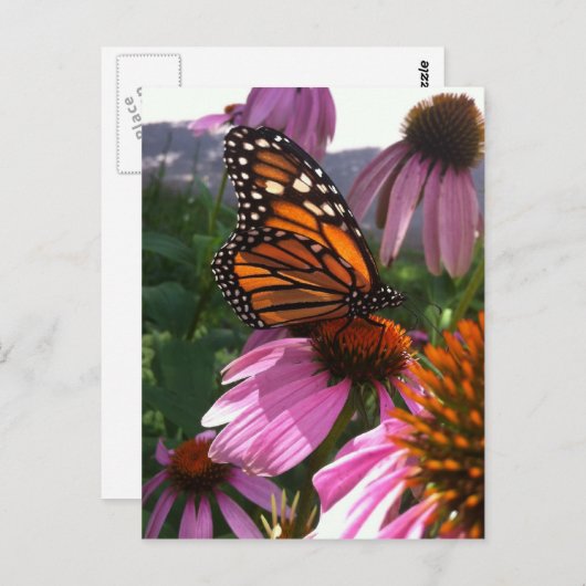 Carte postale - Monarque papillon sur coneflower (Devant / Derrière)