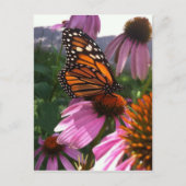 Carte postale - Monarque papillon sur coneflower (Devant)
