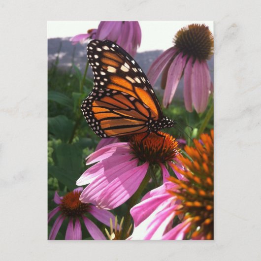 Carte postale - Monarque papillon sur coneflower (Devant)