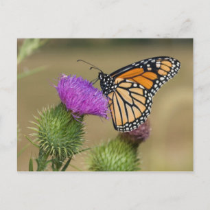 Carte Postale Monarque sur Prairie de Chardons à Prairie Ridge