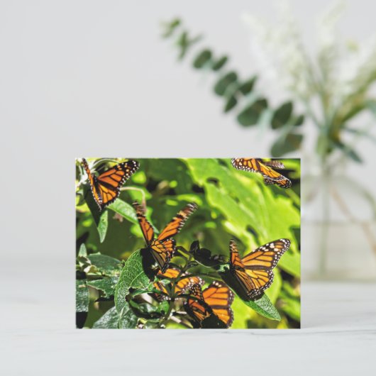 Carte Postale Monarques (Debout devant)