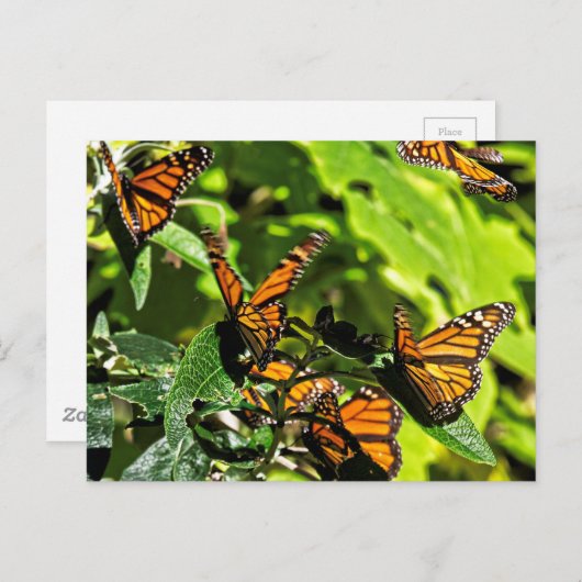 Carte Postale Monarques (Devant / Derrière)