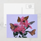 Carte Postale Monarques et Penta rose (Devant / Derrière)