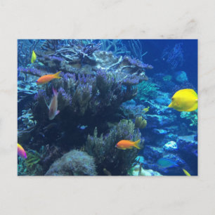 Carte Postale Monde océanique sous-marin et histoire d'été