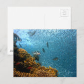 Carte Postale Monde sous-marin (Devant / Derrière)